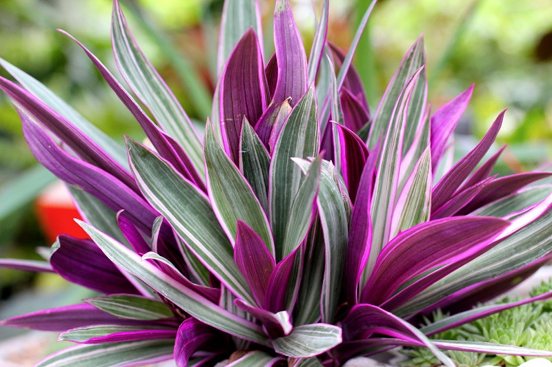 цветок с фиолетовыми листьями на фото