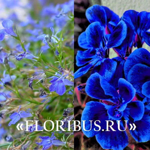 садовые цветы синего цвета 