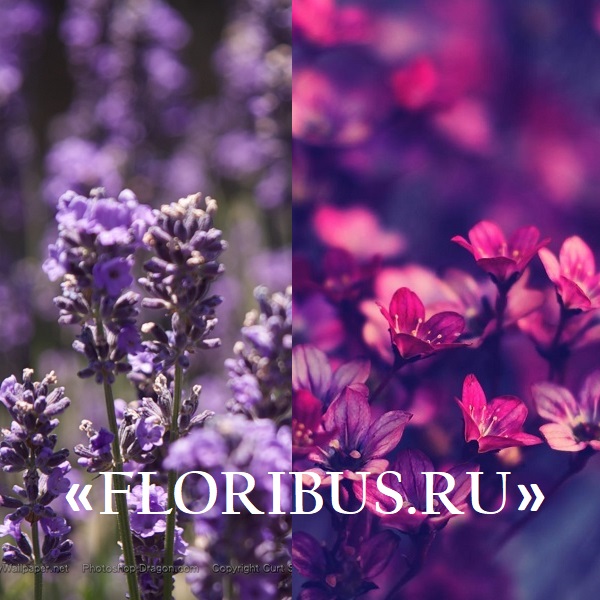 Садовые фиолетовые цветы 