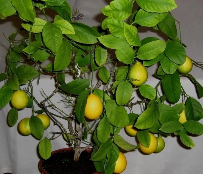 Лимонное дерево Дженоа