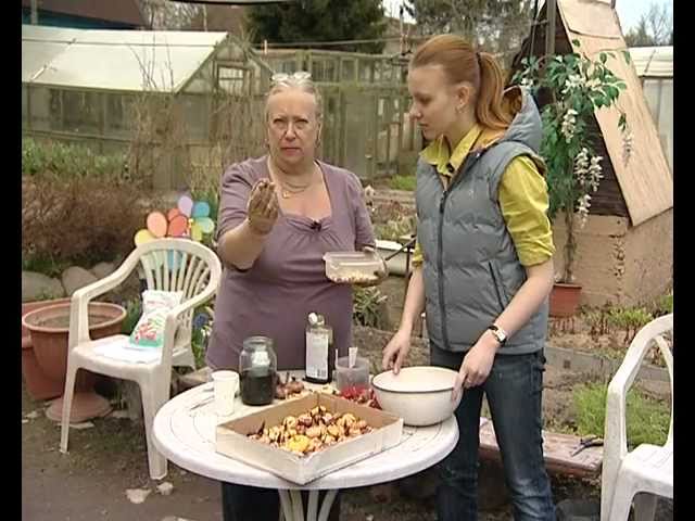 Обработка луковиц гладиолуса в марганцовке Нажмите, чтобы запустить видео