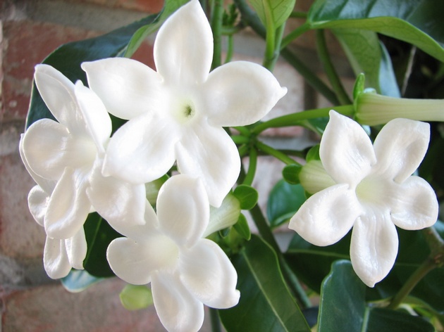 Молодое растение необходимо один раз в год (в марте) пересаживать для обильного цветения