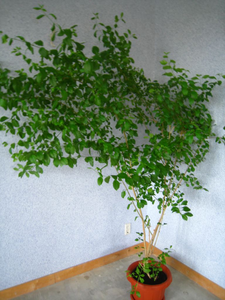 Березка комнатное растение фото уход в домашних