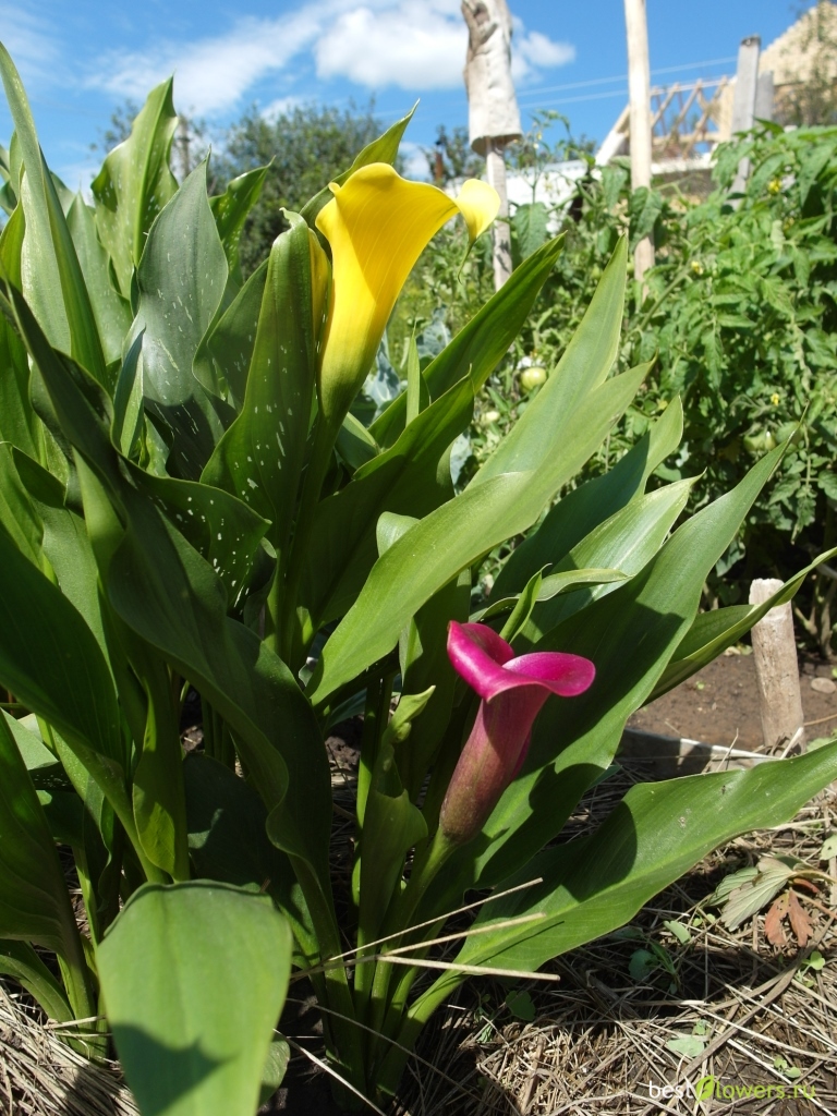 Кала уход и выращивание в открытом грунте. Кала уход и выращивание в открытом грунте. Калла клубневая посадка. Каллы садовые клубневые. Грунт для каллы.