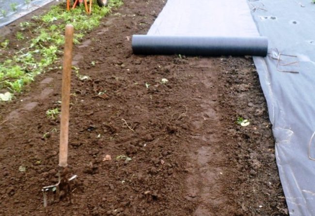 Укрытие почвы нетканым материалом спандбонд на садовом участке