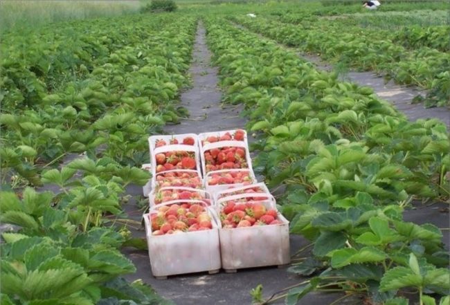 Пластиковые ящики со спелыми ягодами клубники, собранными в поле