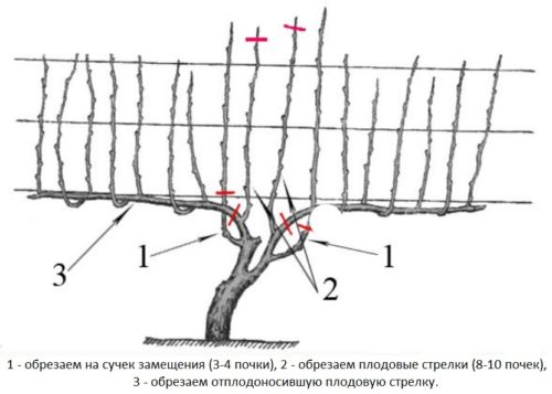 Схема осеней обрезки виноградной лозы на сучок замещения