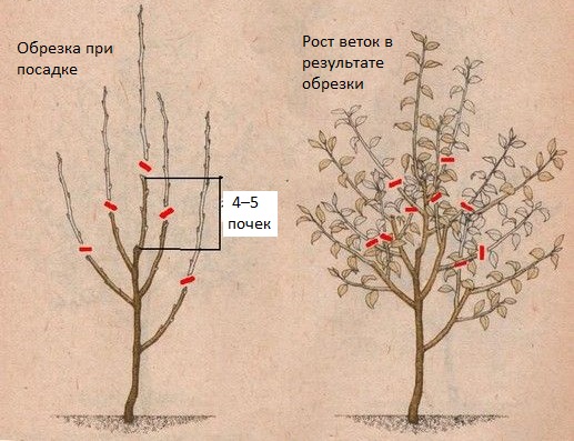 Схема обрезки двухлетнего саженца яблони и рост веток в течении сезона