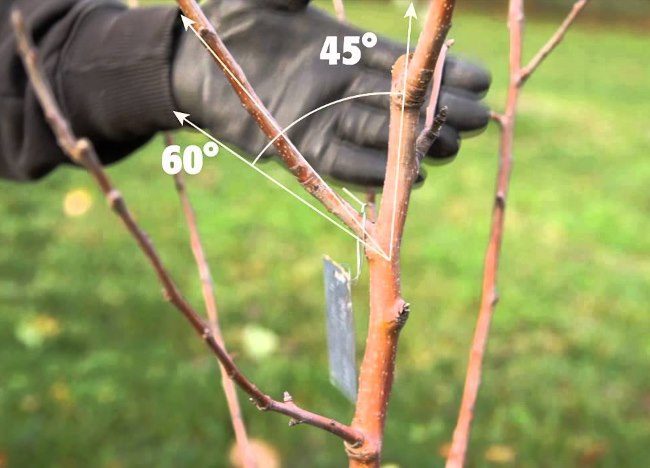 Правильный угол роста боковой ветки на двухлетнем деревце яблони