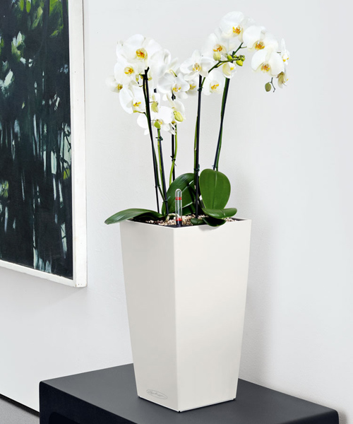 Orchid in a floor pot