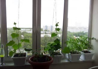 огурцы на окне выращивание зимой