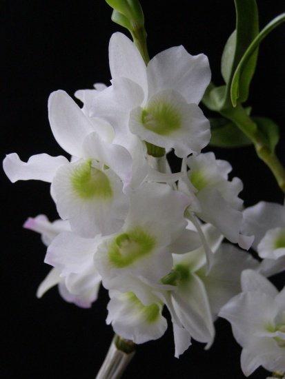 Орхидея Нобиле Фото