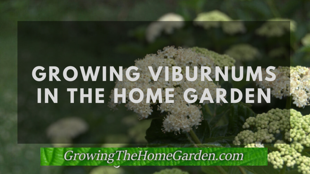 Growing viburnums in the home garden