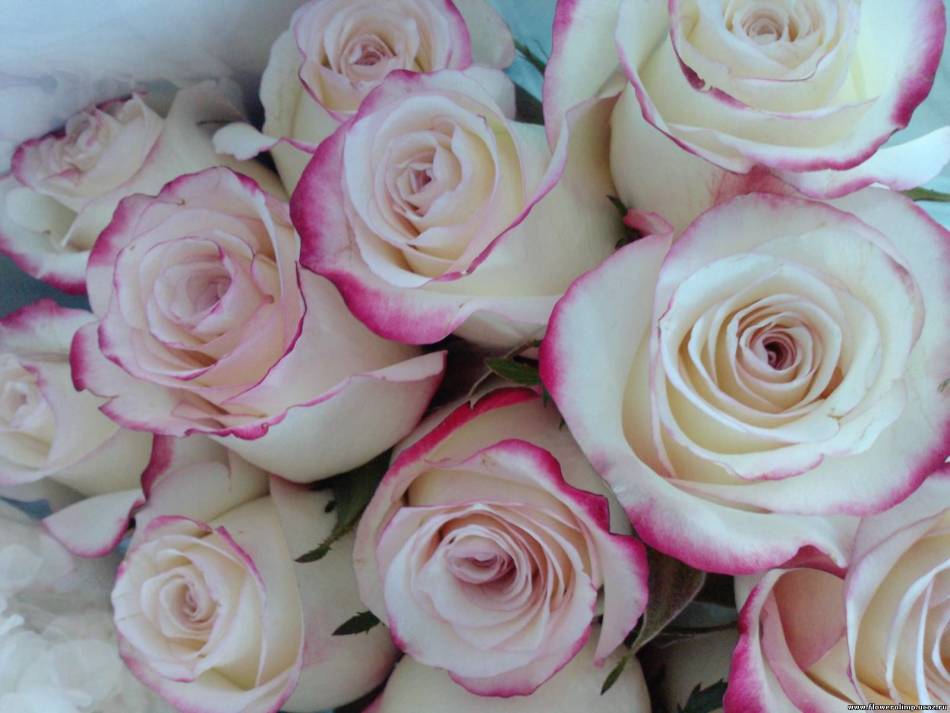 Белые розы с розовой каймой