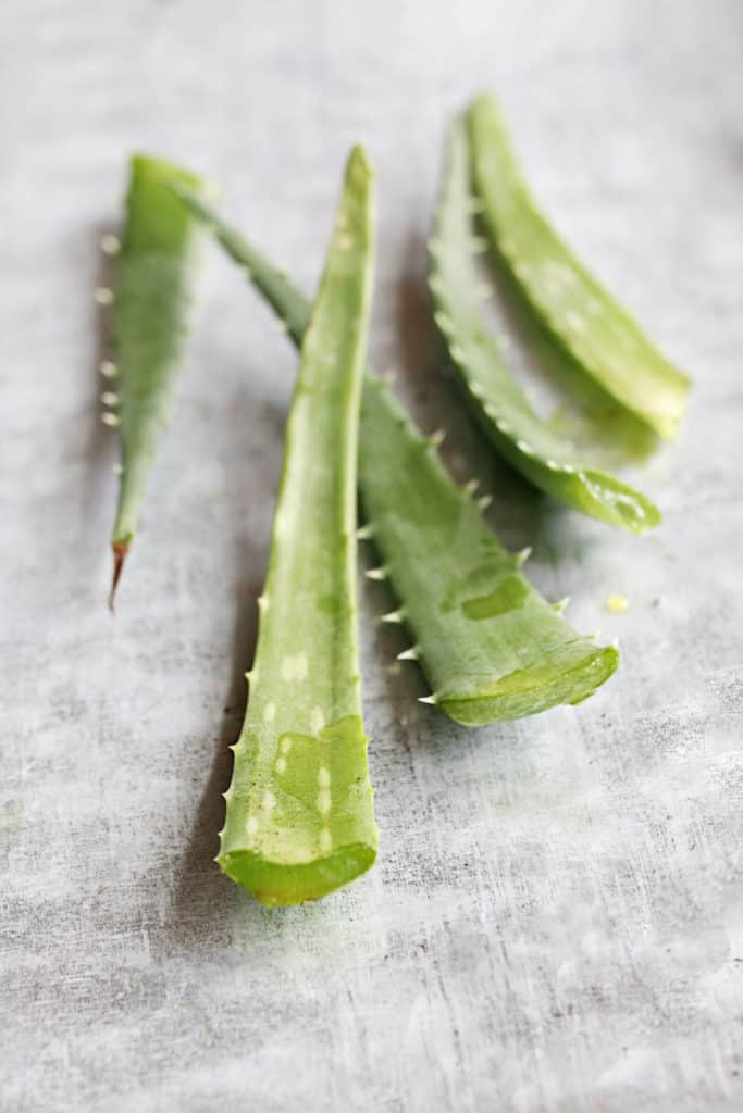 How to Harvest + Use Aloe Vera Plants