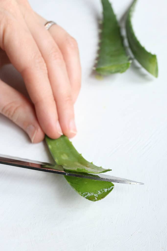 How to Harvest + Use Aloe Vera Plants