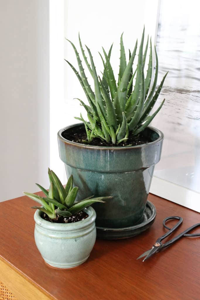 How to Harvest + Use Aloe Vera Plants