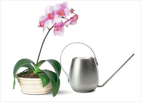 Как поливать орхидею поле пересадки