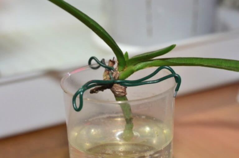 Как поливать орхидею поле пересадки