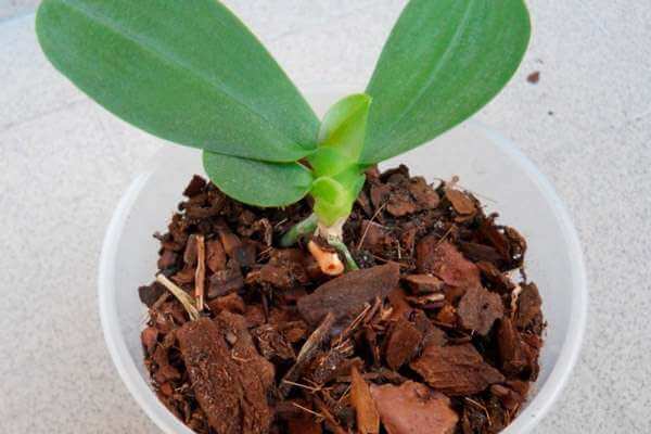 Как вырастить орхидею из цветоноса: практические советы