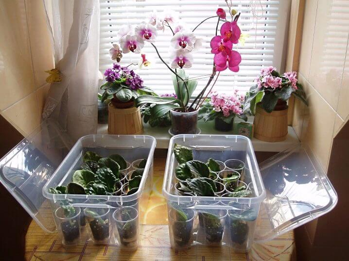 Как вырастить орхидею из семян в домашних условиях