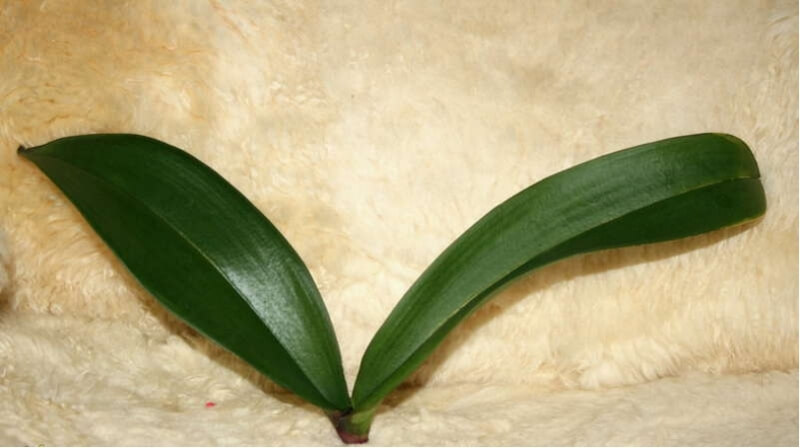 Можно ли размножить орхидею листочком