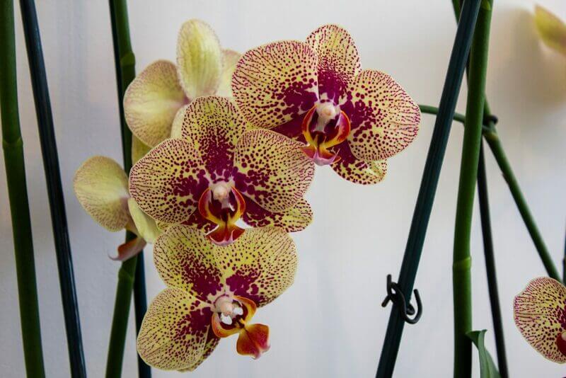 Орхидея "Чармер"