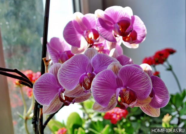 красивая орхидея дома