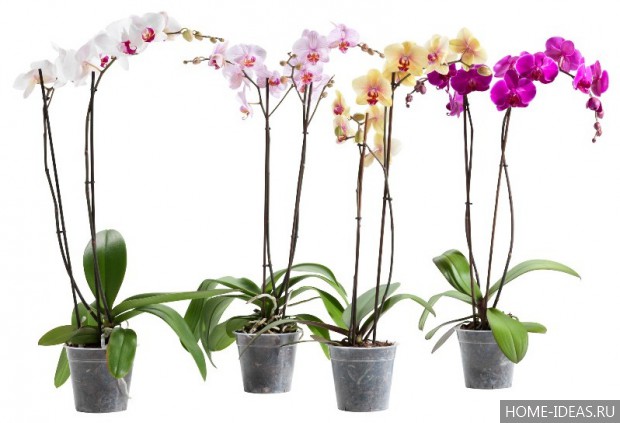 орхидеи в горшках фото