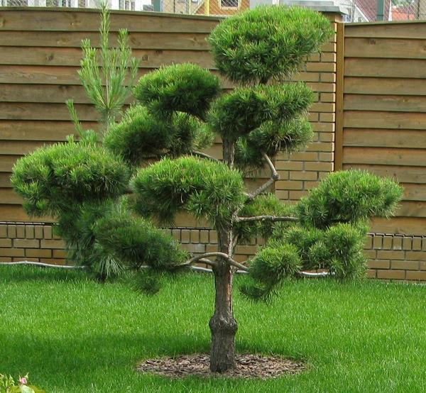 Садовый вариант бонсай требует устранения главных побегов и крупных веток. Это позволит придать дереву необходимый облик