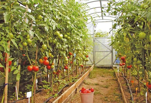 Прежде чем высаживать помидоры, необходимо определиться, сколько будет выделено места под выращивание томатов