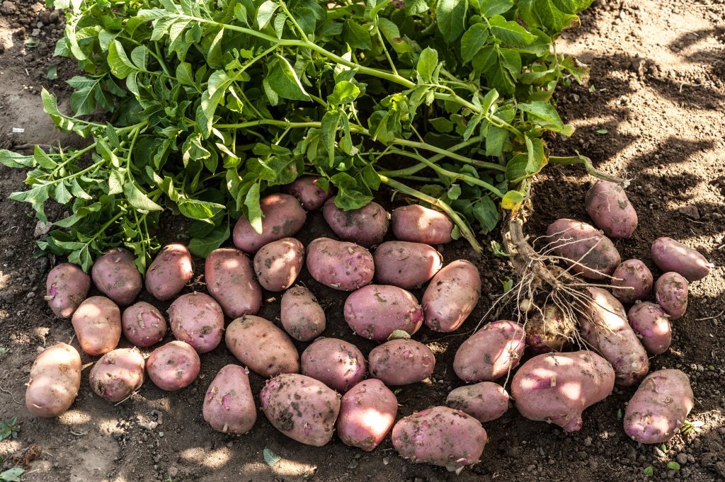 Урожай картофеля сорта Ред Скарлетт