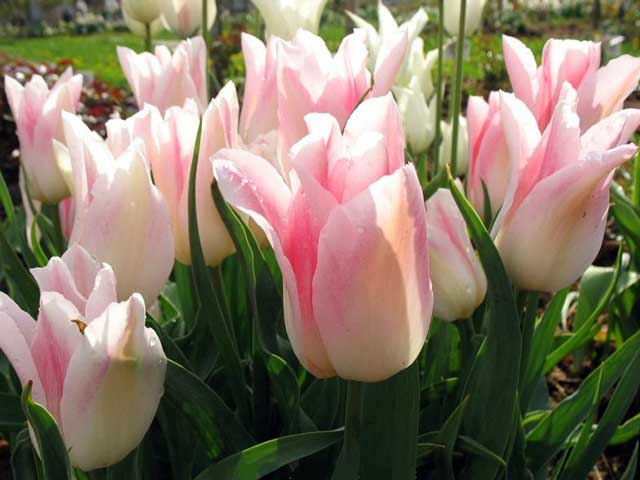Лилиецветные тюльпаны описание и фото сортов. 