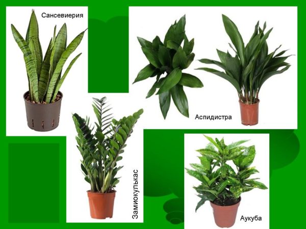 Тенелюбивые комнатные растения с фото и названиями