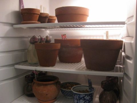 Где и как правильно хранить тюльпаны зимой в домашних условиях
