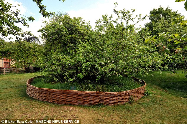 Safety barrier: A new willow barrier has been put up around the most famous tree in science - the apple tree which inspired Newton