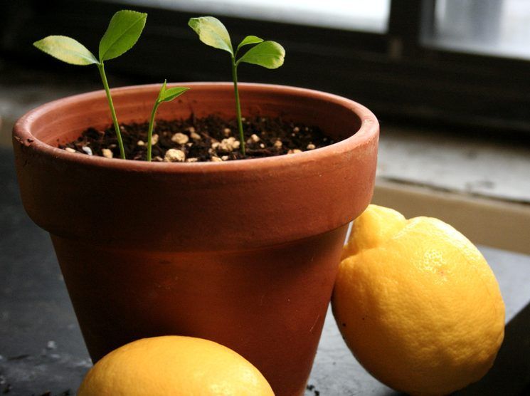 Лимонное дерево размножение