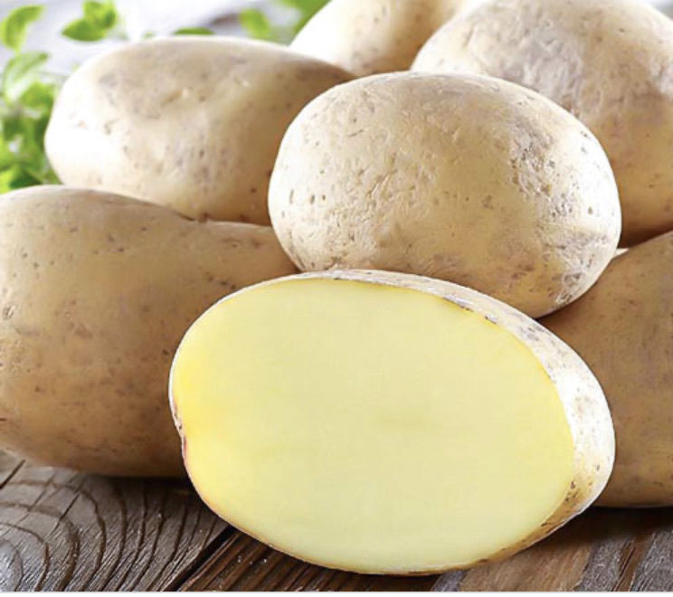 Какой вкус картошки. Картофель Молли. Сорт Молли картофель. Семенной картофель голландка. Ультраранние семенной картофель.