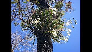 Орхидеи Мексики. Прогулка по джунглям и парку.