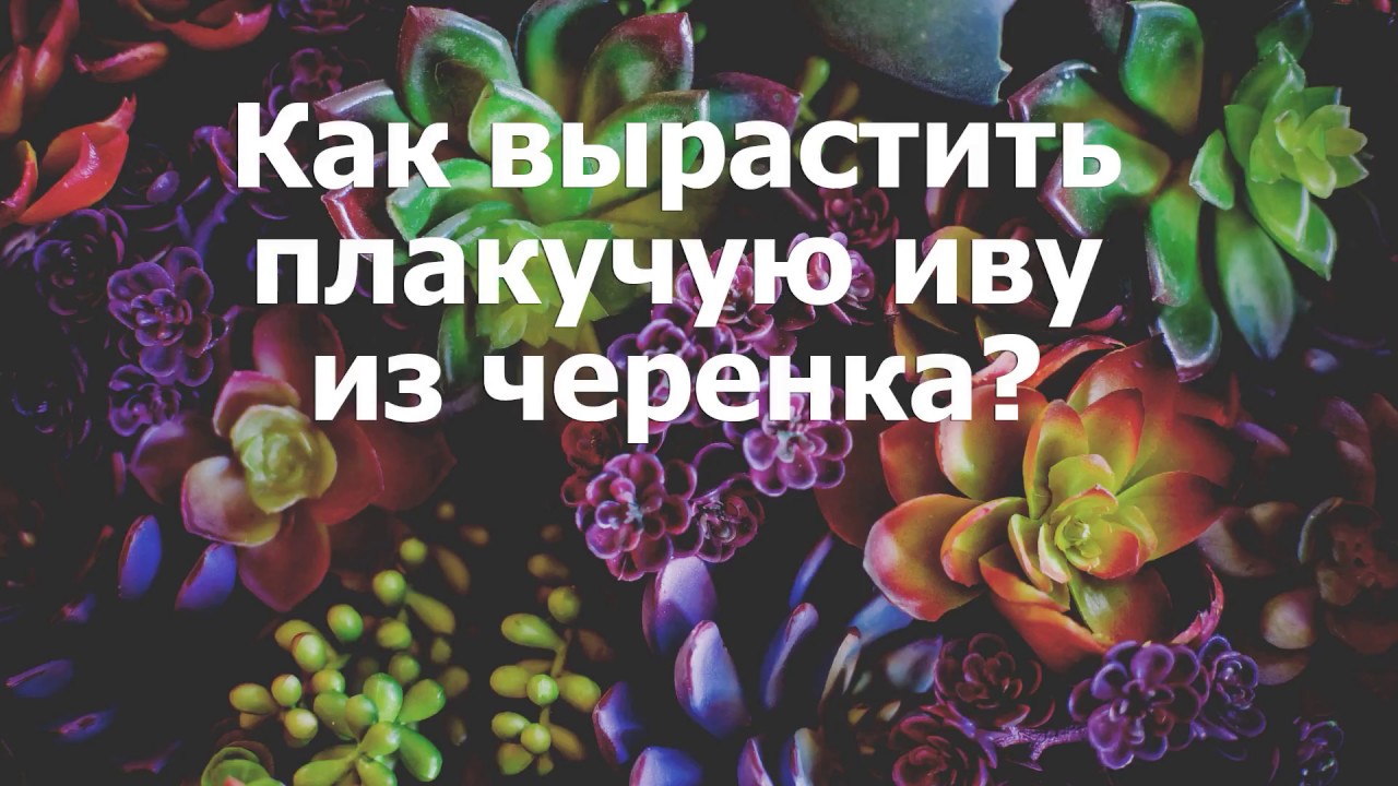 как вырастить иву плакучую из веточки