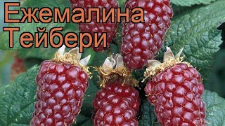 Ежемалина обыкновенная Тейбери (tayberry) 🌿 обзор: как сажать, саженцы ежемалины Тейбери