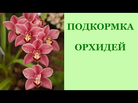 Полив орхидеи фаленопсис в домашних условиях