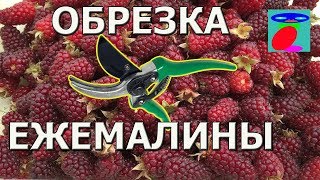 Обрезка ежемалины.