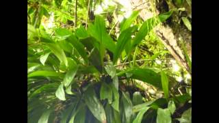 Орхидеи в природе. Эквадор. Ecuador №2