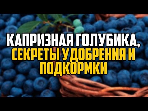 Посадка денежного дерева: основные правила и возможные ошибки