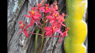 Эпидендрум. Как растет орхидея в природе, у нас во дворе. Часть 1