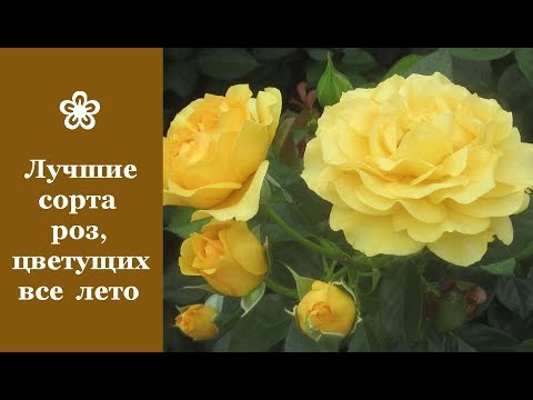 Парковые розы: сорта, характеристика, посадка и уход