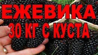 Ежевика что с ней делать как ухаживать, обрезать. Ежевика садовая