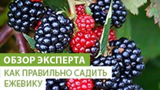 Как правильно сажать ежевику. Уход за ежевикой