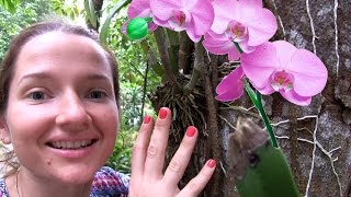 ОРХИДЕЯ, как растет орхидея, Таиланд. Цветущая орхидея. Цветы Таиланда, туризм Пхукет